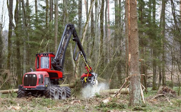 Cost of Forest Clearance Service in Bowling Green